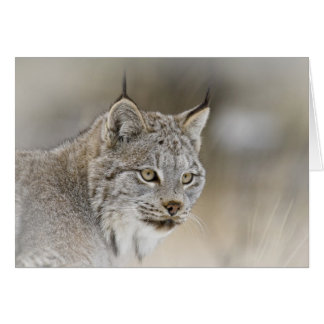 Lynx Canada