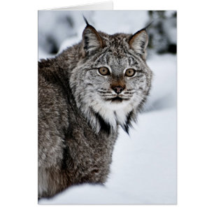 Lynx canadienne dans la neige