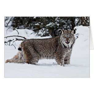 Lynx canadienne dans la neige