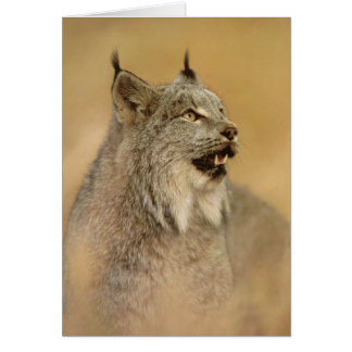 Lynx du Canada (Lynx canadensis) - Chats sauvages