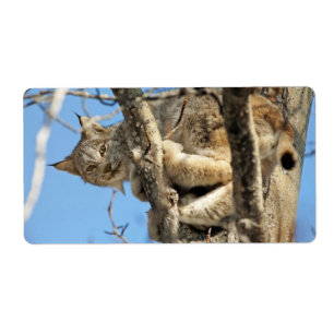 Lynx espiègle
