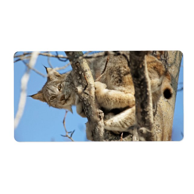 Lynx espiègle (Devant)