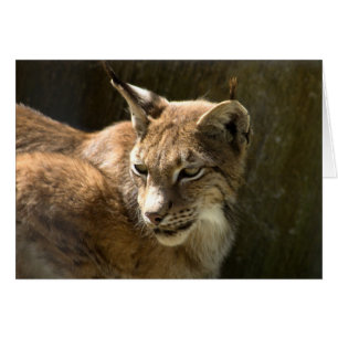 Lynx eurasien