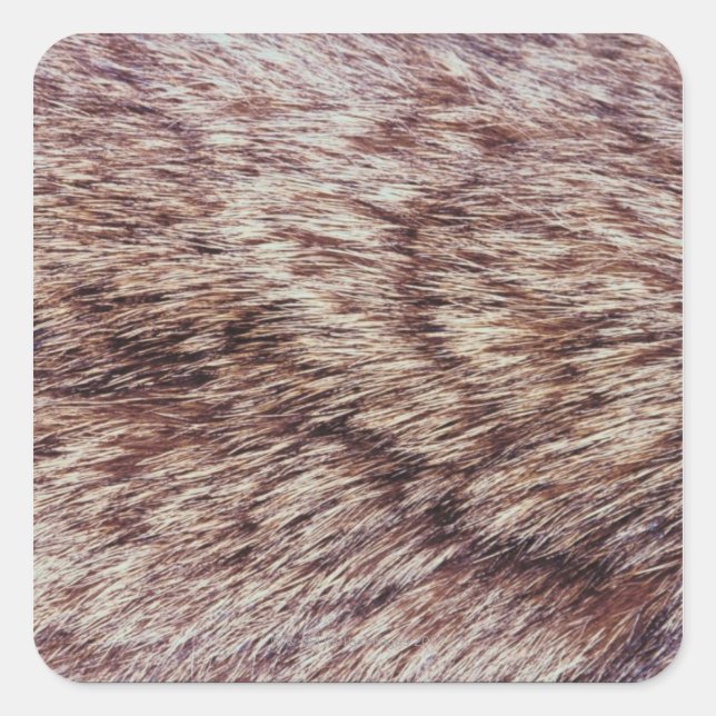 Lynx fur square sticker (Front)