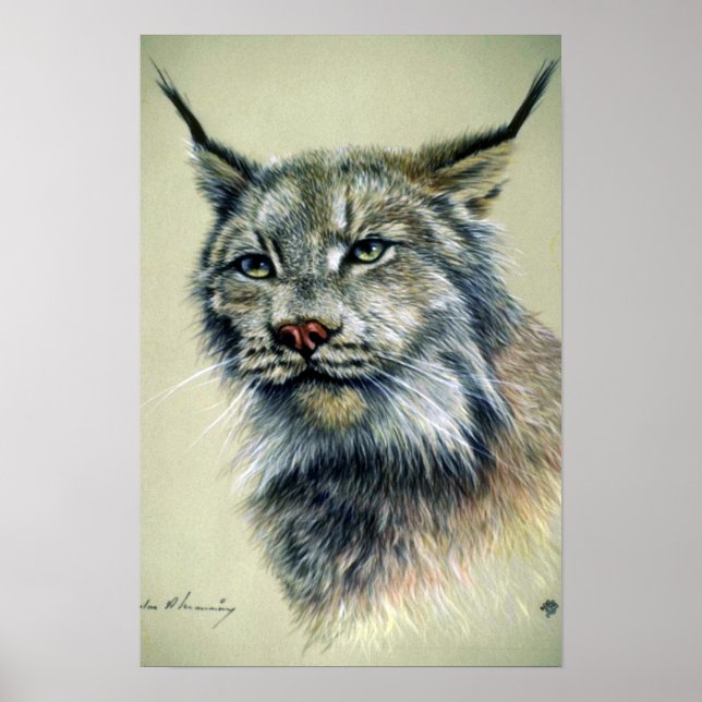 Lynx (head study) poster (Front)