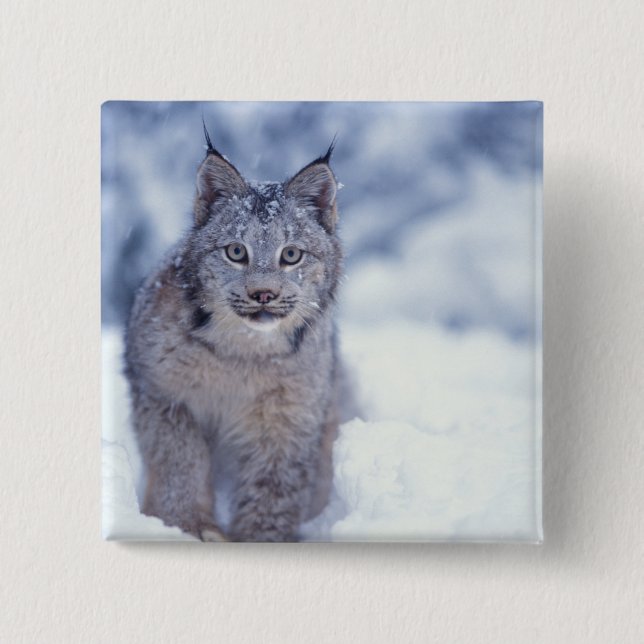 Lynx in the snow in the foothills 2 inch square button (Front)