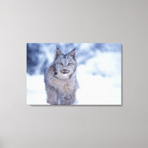Lynx in the snow in the foothills canvas print