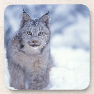 Lynx in the snow in the foothills coaster
