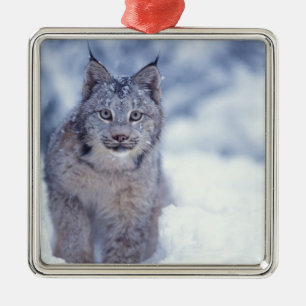 Lynx in the snow in the foothills metal ornament
