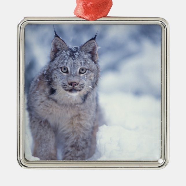 Lynx in the snow in the foothills metal ornament (Front)
