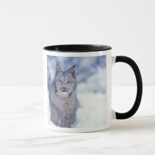 Lynx in the snow in the foothills mug
