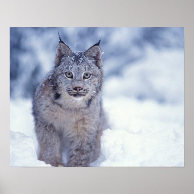 Lynx in the snow in the foothills poster (Front)