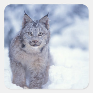 Lynx in the snow in the foothills square sticker