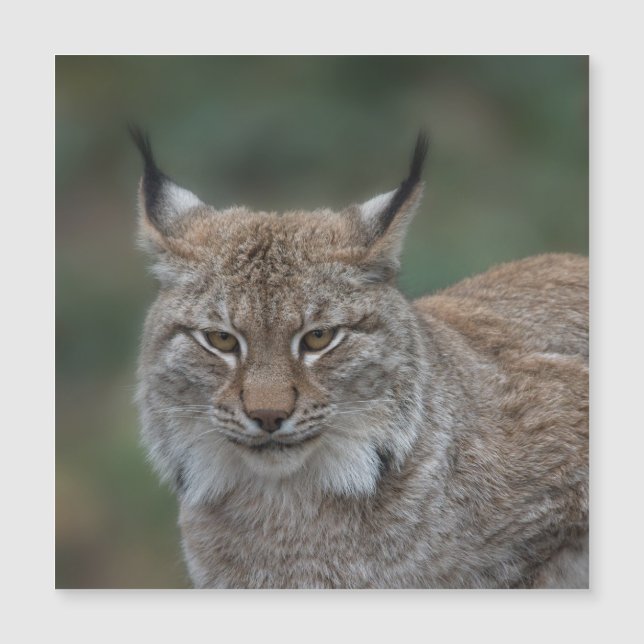 Lynx Looking At You (Front)
