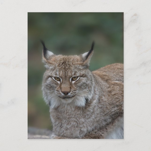 Lynx Looking At You Postcard (Front)