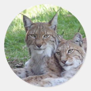 lynx pair classic round sticker