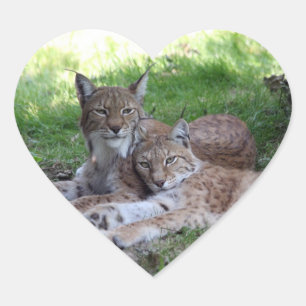 lynx pair in love heart sticker