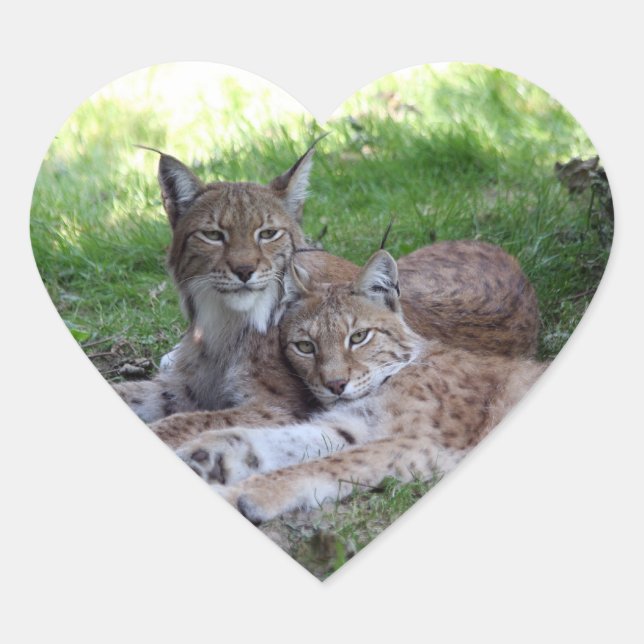 lynx pair in love heart sticker (Front)