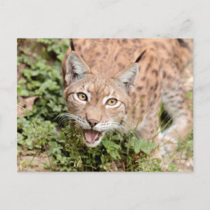 Lynx photo , animaux . carte postale