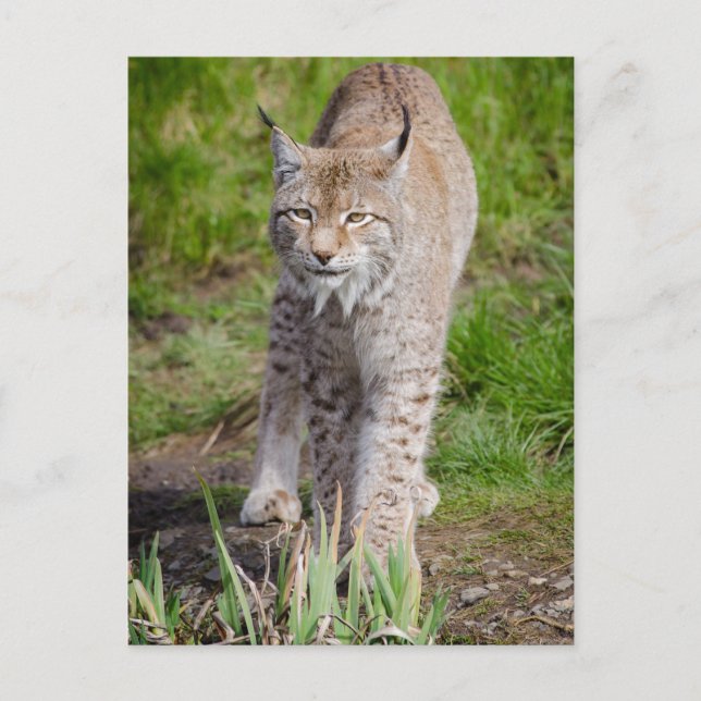 Lynx  postcard (Front)
