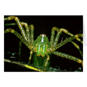 Lynx Spider