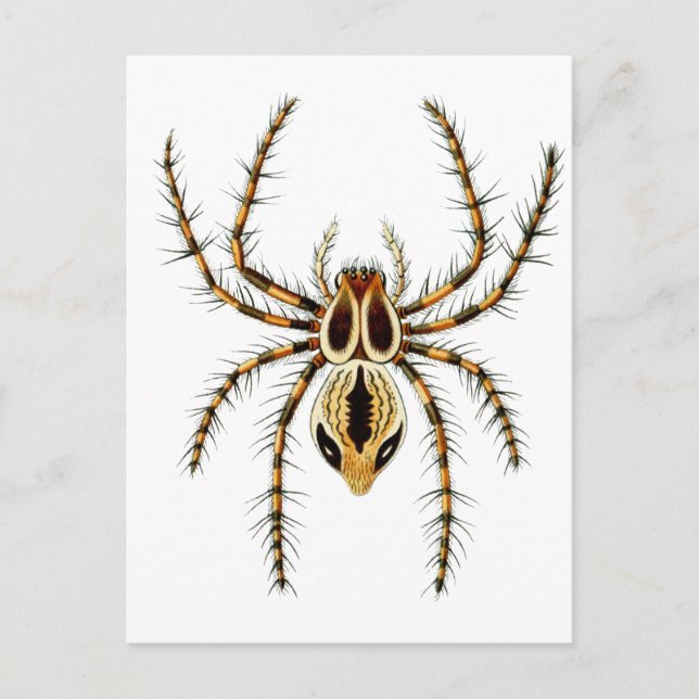 Lynx Spider Postcard (Front)