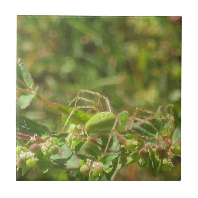 Lynx Spider Tile (Front)