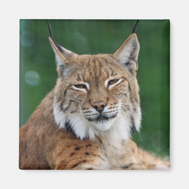 Lynx / Wildcat Magnet (Front)