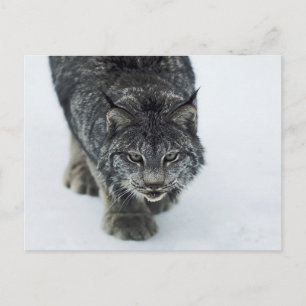 Lynx Winter Postcard