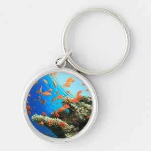 Lyretail anthias on coral reef keychain