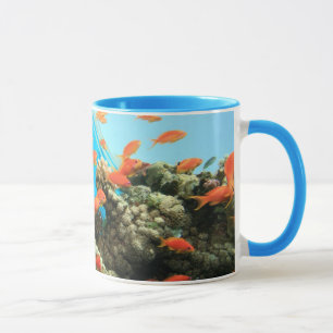 Lyretail anthias on coral reef mug