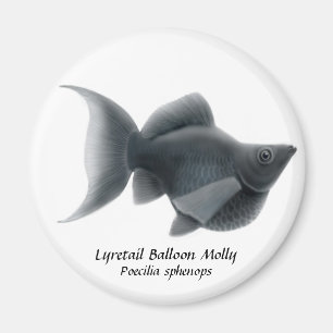 Lyretail Balloon Molly Magnet