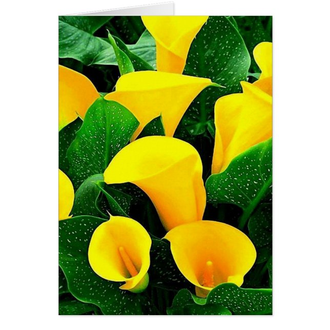 Lys Calla Jaune (Devant)