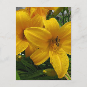 Lys dans la carte postale Pluie