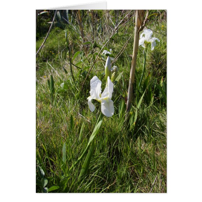 Lys de canne blanc sauvage (Devant)