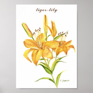 Lys de tigre en affiche d'aquarelle orange et jaun