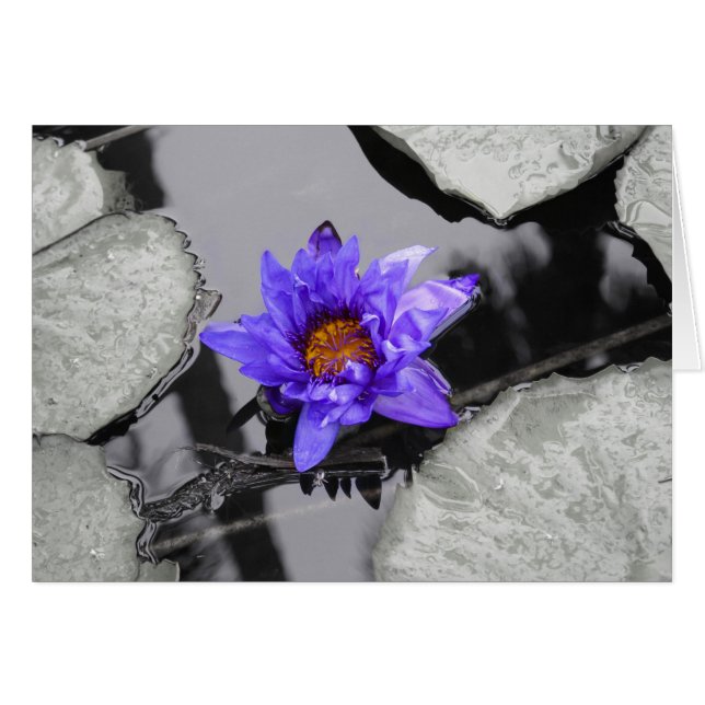 Lys d'eau (Devant Horizontal)