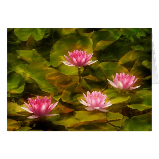 Lys d'eau artistique, Californie (Devant horizontal)