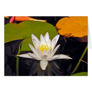 Lys d'eau blanche