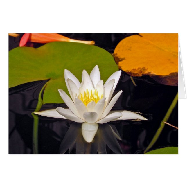 Lys d'eau blanche (Devant horizontal)