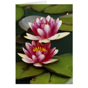 Lys d'eau hybrides