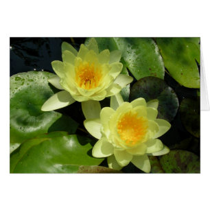 Lys d'eau jaune