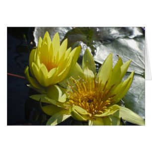 Lys d'eau jaune