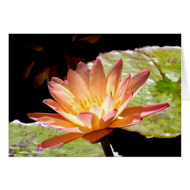 Lys d'eau orange (Devant horizontal)