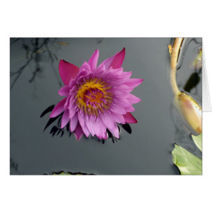 Lys d'eau rose