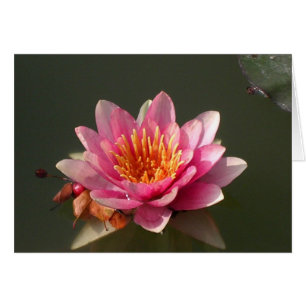 Lys d'eau rose