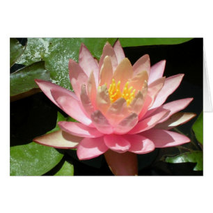 Lys d'eau rose