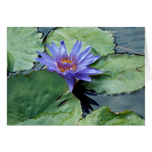 Lys d'eau violet (Devant horizontal)