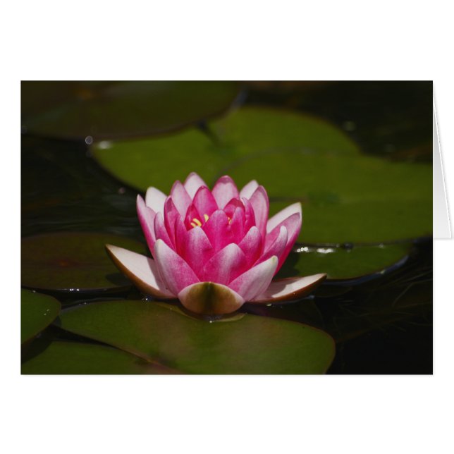 Lys et tampons d'eau (Devant horizontal)