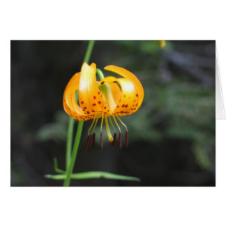 Lys léopard, Parc national de Sequoia